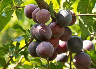 prunes bleues sur branche de prunier