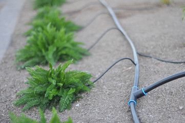 Row of plants watered by irrigation tubes