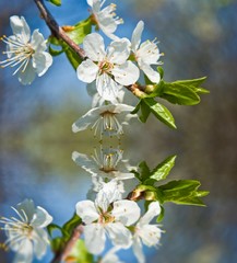 Obraz premium apple blossom reflected in a water