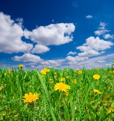 Fototapeta na wymiar yellow dandelion in a green grass