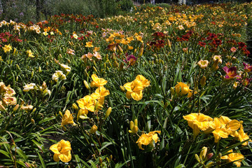 Colorful mix of daylilies in summer