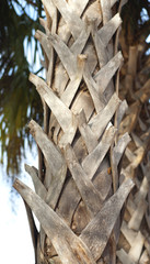 Palm tree bark