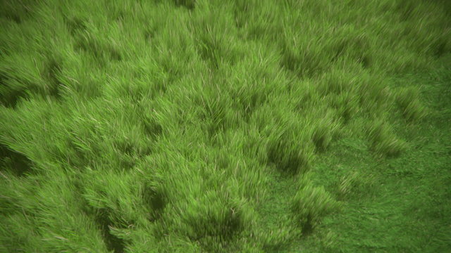 growing grass