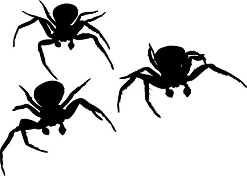 three spider silhouettes illustration