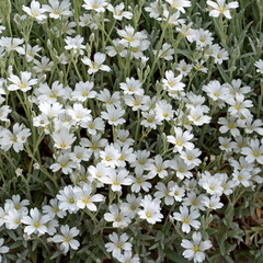 Teppichschleierkraut - Gypsophila repens