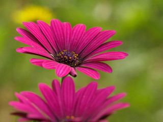 Obraz premium Rote Blüten