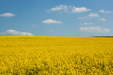 Fototapeta premium Raps