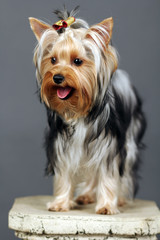 Yorkshire Terrier isolated on grey