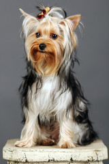 Yorkshire Terrier isolated on grey