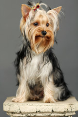 Yorkshire Terrier isolated on grey