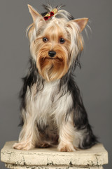 Yorkshire Terrier isolated on grey