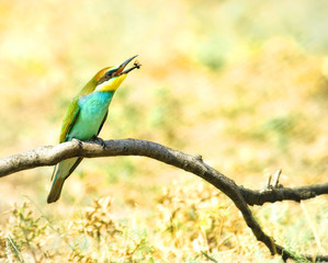 european bee-eater (Merops Apiaster) outdoor