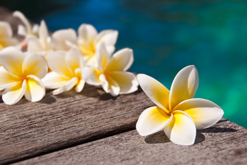 Fototapeta na wymiar Frangipani kwiaty na brzegu basenu
