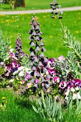 Persische Kaiserkrone