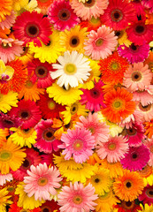 Colorful Daisy Flower - 32229111