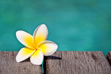 Fleur de frangipanier au bord d'une piscine