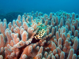 Underwater inhabitants of the South-Chinese sea, soft coral