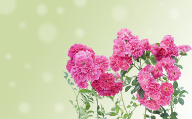 Pink roses branches postcard