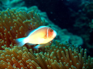 Coral fishes, Vietnam, Nha Trang