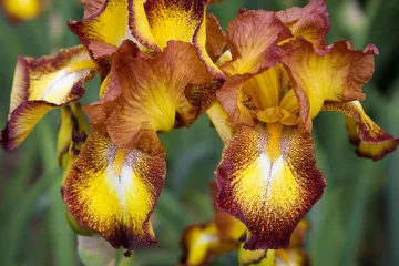 Photo sur Plexiglas Iris jardin, fleur : iris