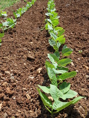 haricots de mon jardin