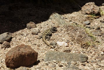 Lézard argentin