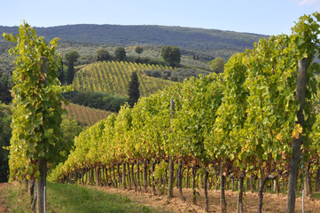 Fototapeta na wymiar Winnice w Toskanii, Włochy