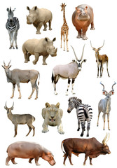 african animals collection isolated