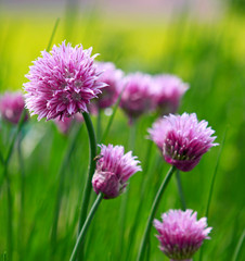 Schnittlauch,Blüten