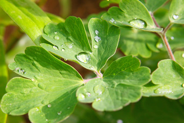 Wassertropfen
