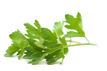 celery leaves