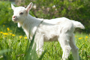 Obraz premium little goat