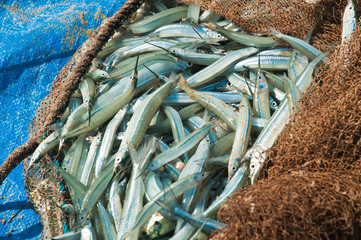 Fresh Fish in a fishing net