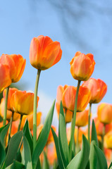tulips © badahos