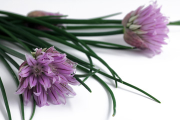 schnittlauch mit blüten