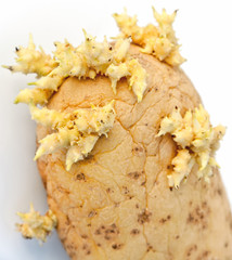 pomme de terre germée