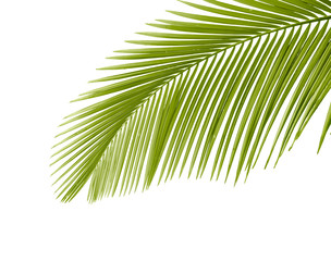 Palm leaf