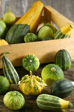 Coloquintes