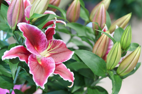 bouquet de lys rose inetnse - lilium / liliacée