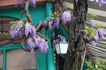 Fototapete bei efototapeten.de bestellen   