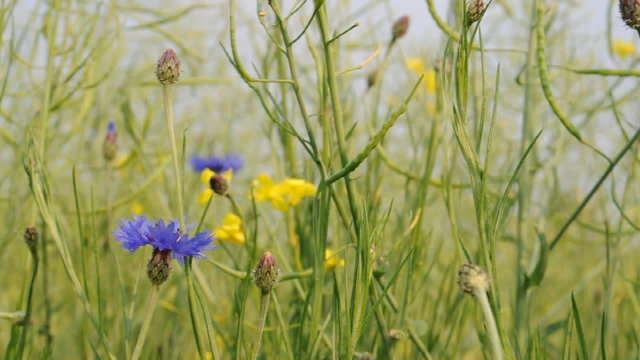Kornblume im Feld