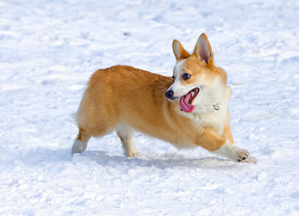 Ðembroke Welsh Corgi