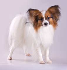 Papillon dog