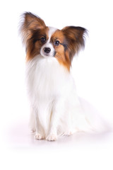 Papillon dog
