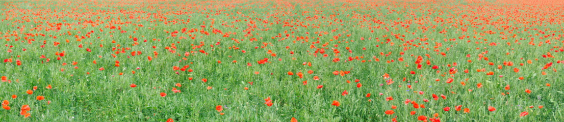 poppy field