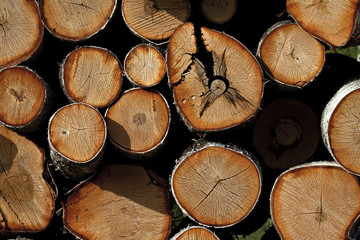 Pile of wood log.