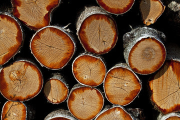 Pile of wood log.