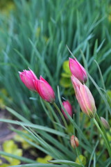 Fototapeta premium Spring flowers