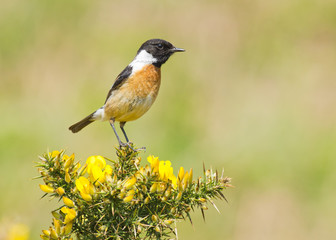Alert Stonechat