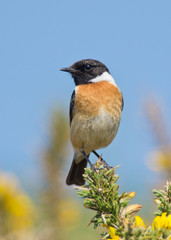 Stonechat portrait